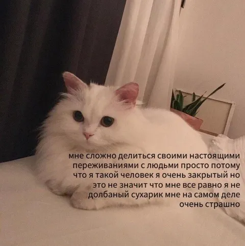 Закрытый кот боится чувств