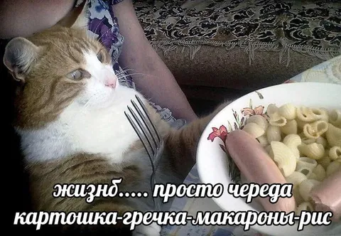 Жизнь — череда простых гарниров