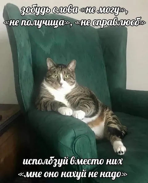 Кот отказался от мотивации
