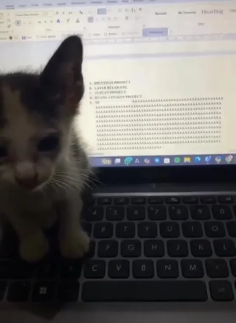 Kucing Mengerjakan Project