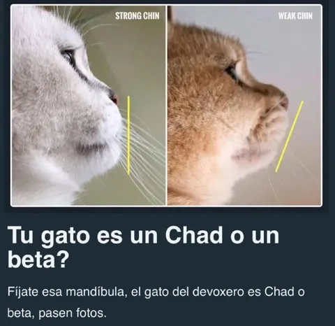 Tu gato es Chad o beta