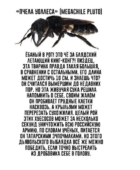 Пчела-кинг-конг Уомлеса