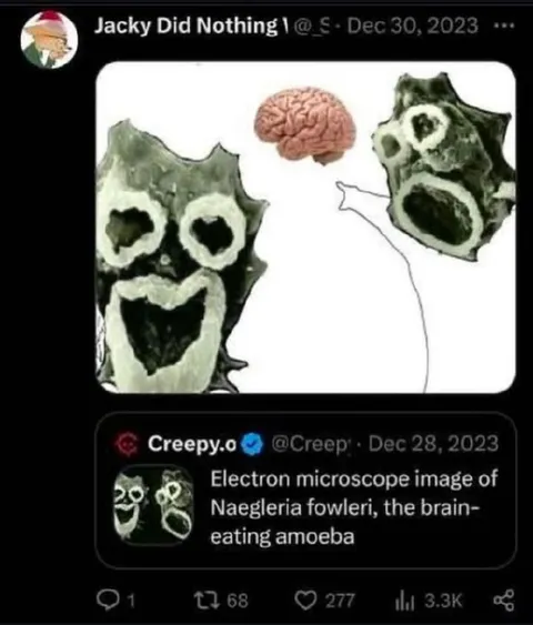 Brain-Eating Amoeba Reaction