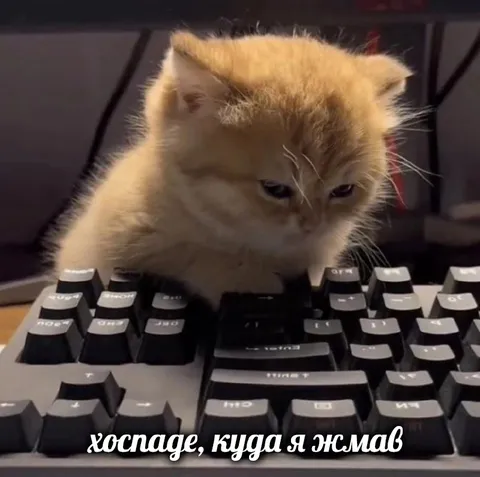 Кот печатает после ошибки