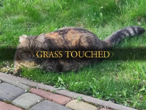 Grass Touched Cat