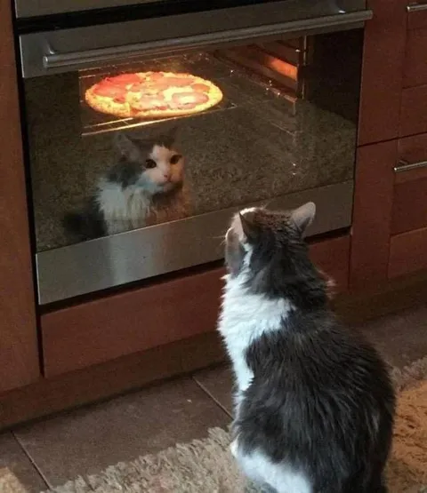 Кот ждёт пиццу