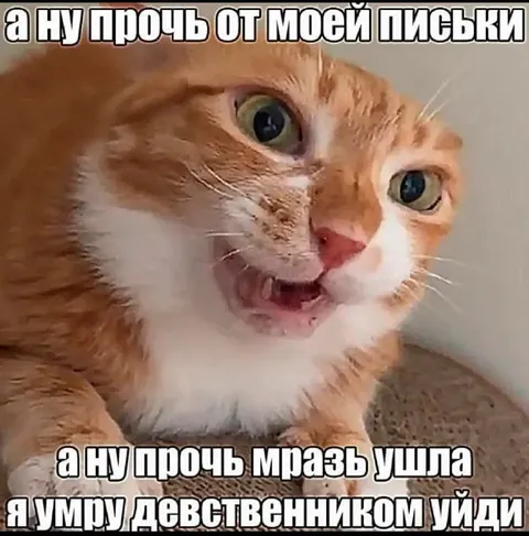 Кот защищает свою письку