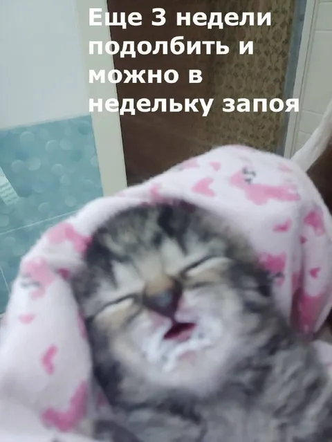 Еще 3 недели до запоя