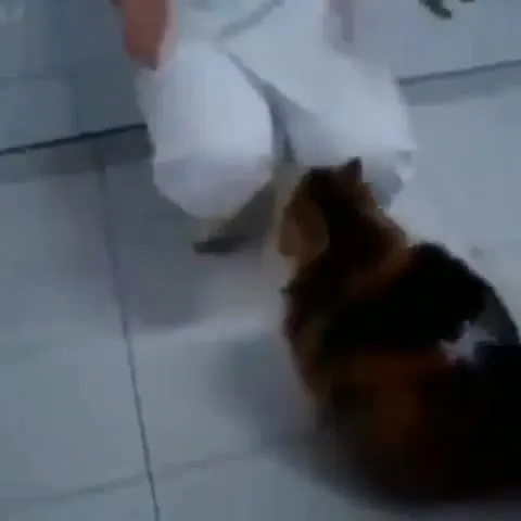 Кот танцует с человеком