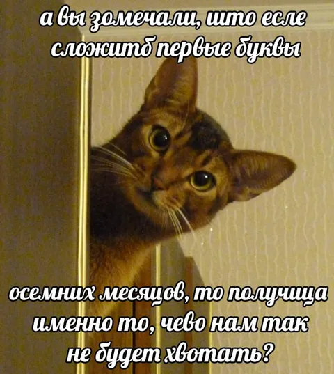 Кот и первые буквы месяцев