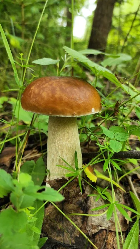 Грибновое настроение
