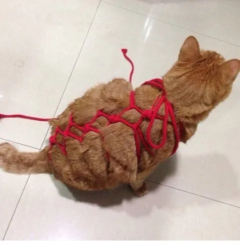 Кот, запутавшийся в пряже