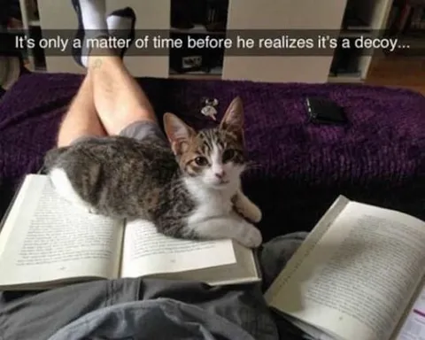 Cat Uses Book as Decoy