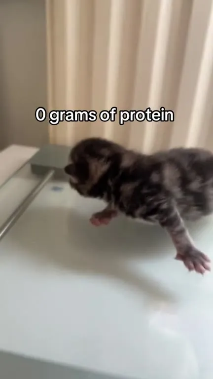 Kitten Has Zero Protein