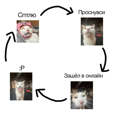 Кот зашёл в онлайн
