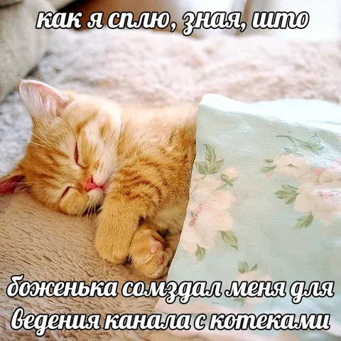 Котёнок спит после ведения канала