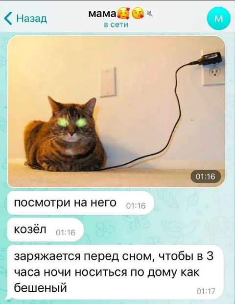 Кот заряжается перед сном