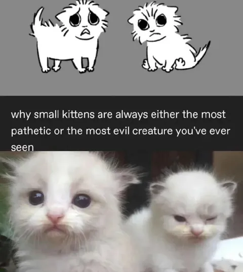 Small Kittens: Pathetic or Evil