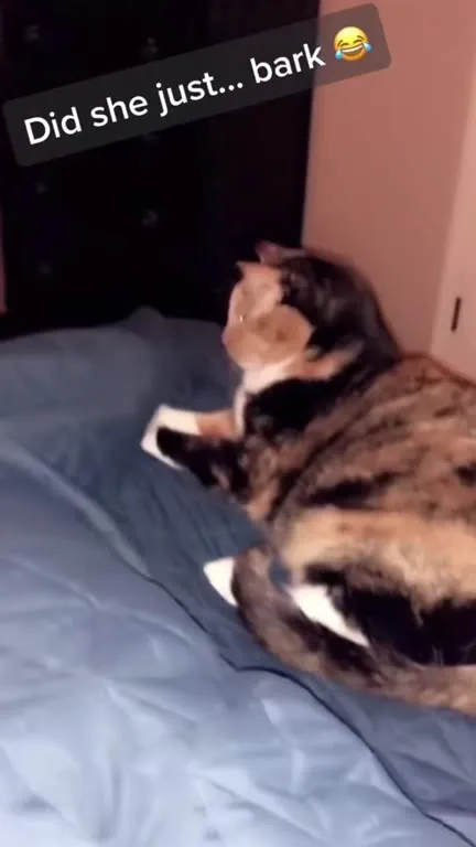 Cats Making Strange Sounds