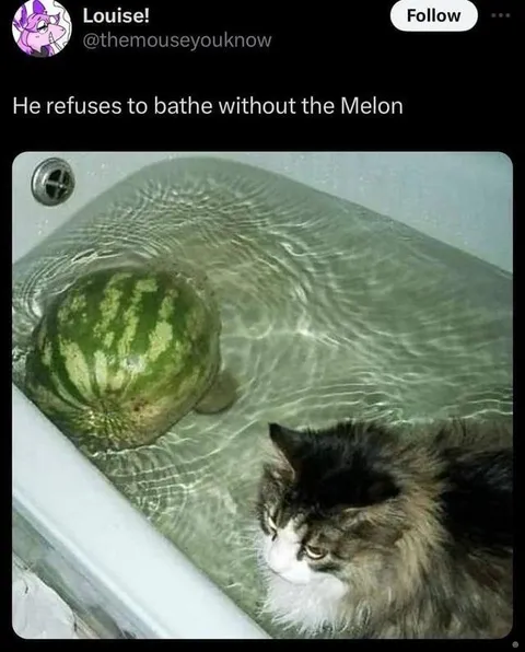 Cat Refuses Bath Without Melon