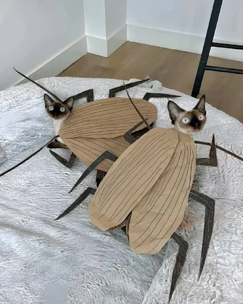 Коты в костюмах тараканов
