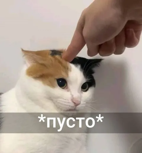 Пусто в голове у кота