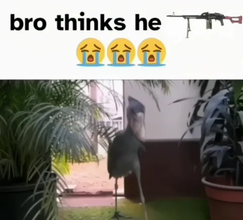 Shoebill Thinks He’s a Gun
