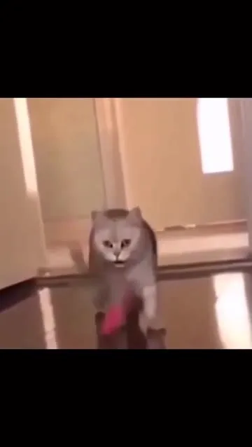Кот несёт розовую игрушку