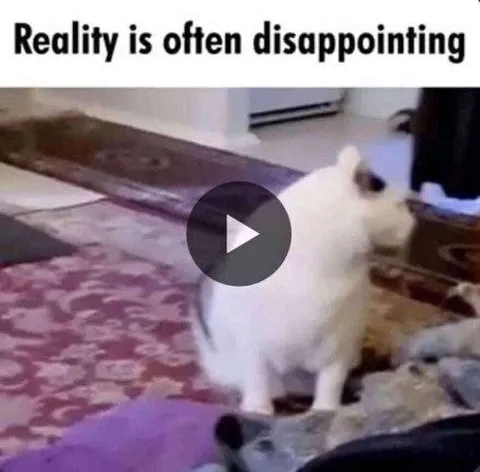 Disappointing Reality Cat
