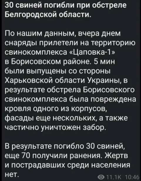 Тридцать свиней погибли при обстреле