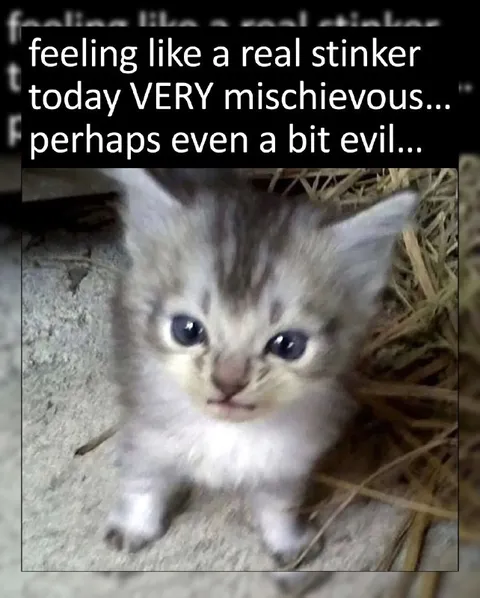 Mischievous Kitten Today