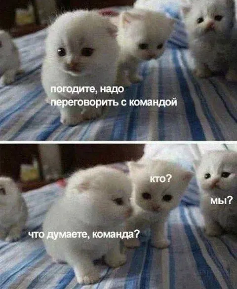 Переговорить с командой котят