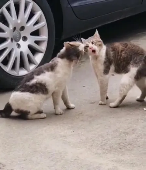 Коты выясняют отношения