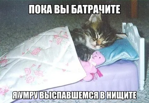 Кот умирает в нищете