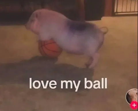 Pig Loves Basketball