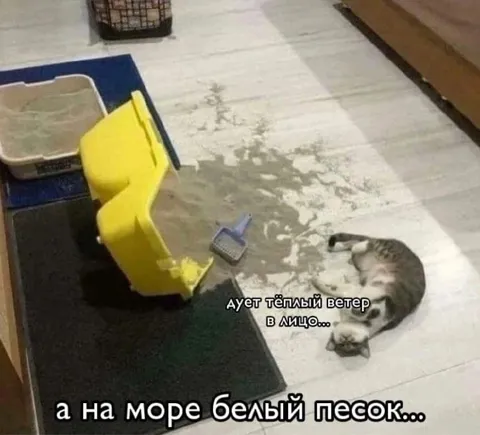 Кот на белом песке