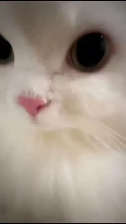 Кот смотрит с осуждением