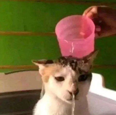 Кот с розовым стаканчиком