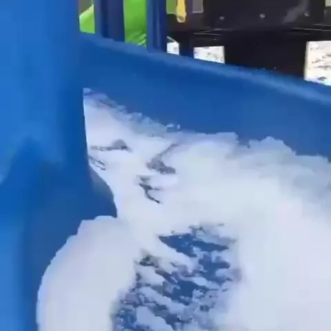 Кот выныривает из снега