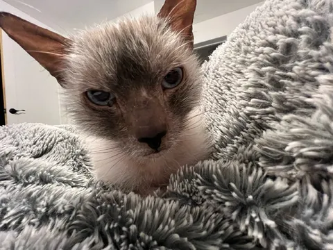 Уставший котёнок в пледе
