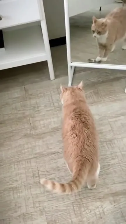 Кот стучит миской