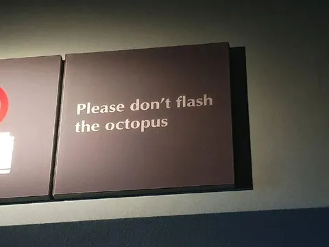 Please Don’t Flash the Octopus