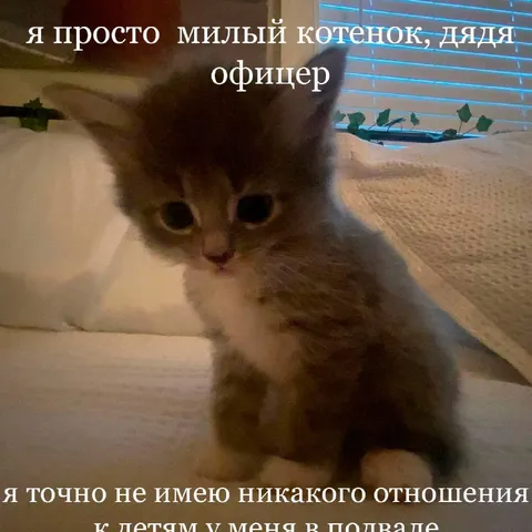 Милый котёнок и дети в подвале