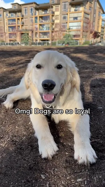 Dogs Will Follow Anyone Home