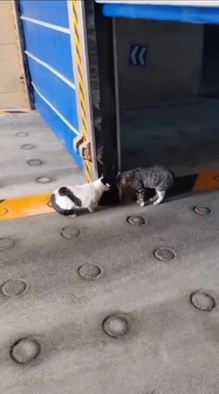 Кот не успел зайти в гараж