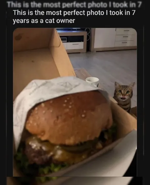 Perfect Photo as a Cat Owner