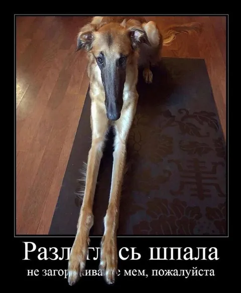 Раздвинься, шпала