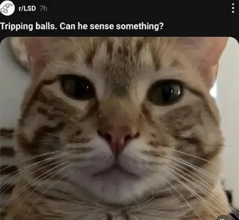 Tripping Cat Senses Something