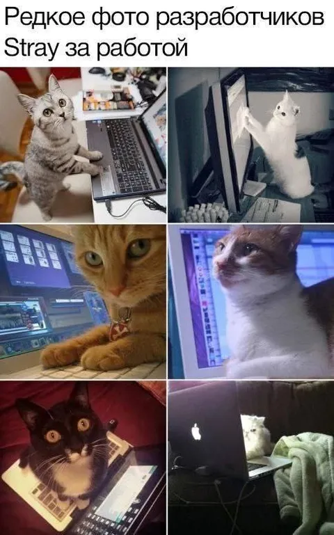 Коты-разработчики Stray за работой