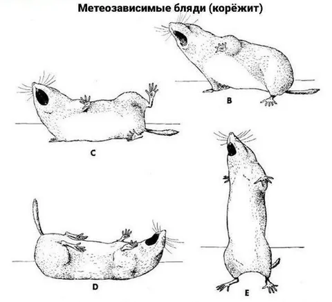 Метеозависимые бляди-корёшит